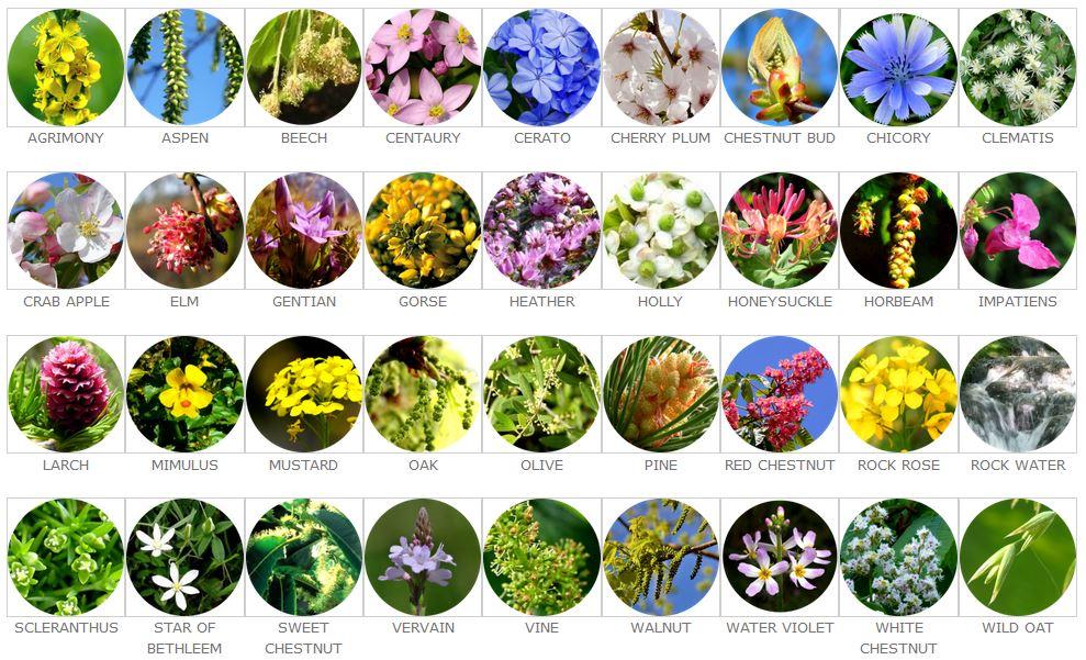 38 fleurs creneaulib