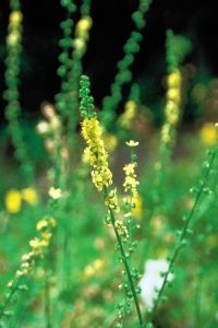 Agrimony