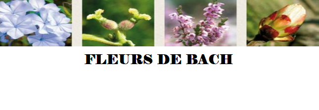 Initiation aux fleurs de Bach