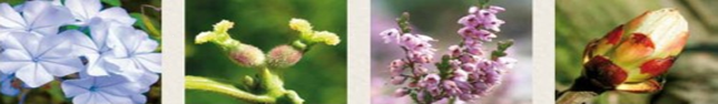 Bande fleurs