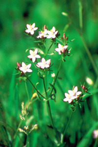 Centaury