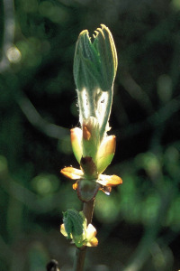 Chestnut bud