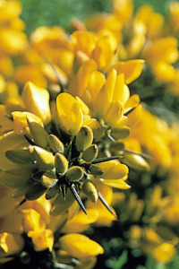 Gorse