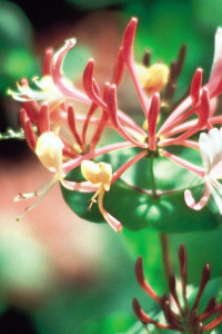 Honeysuckle