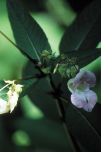 Impatiens