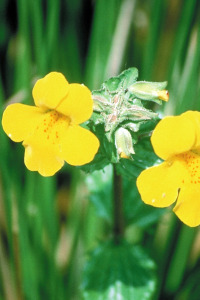 Mimulus