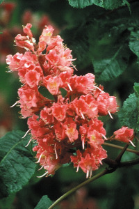 Red chestnut