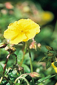 Rock rose