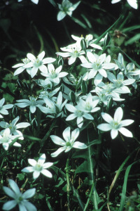 Star of Bethlehem