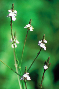 Vervain