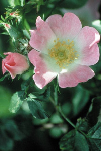 Wild rose